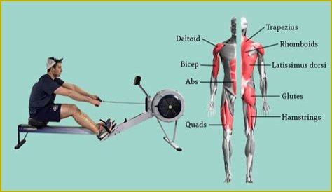 What Muscles Does Rowing Work? Fitness Pros Explain